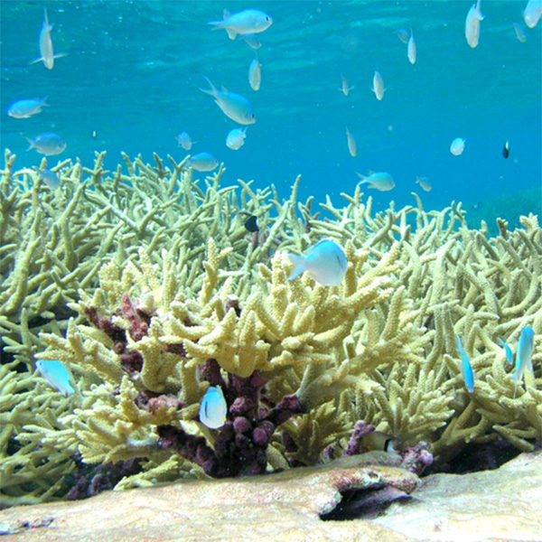 ocean fish swimming in coral reef